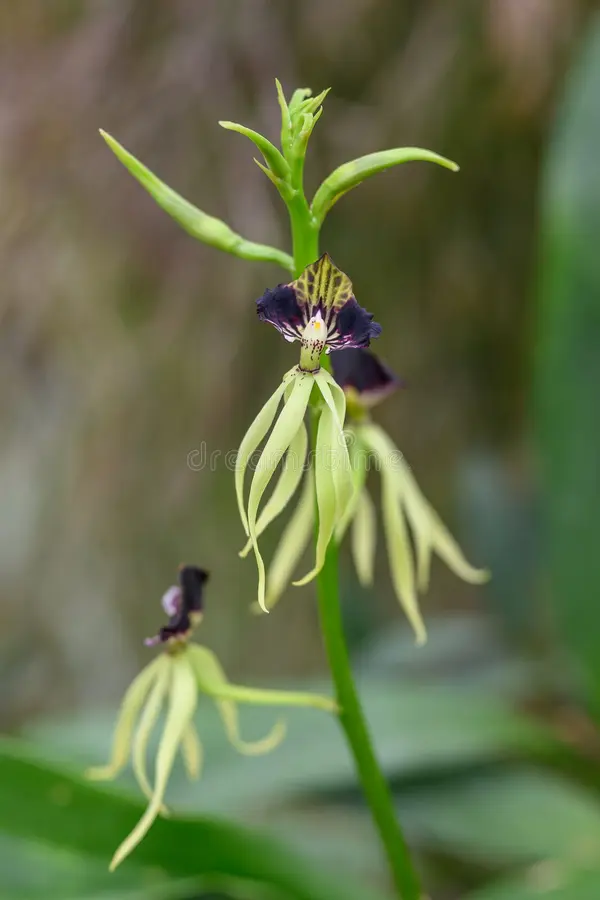 Orchidée coquillage